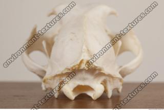 Photo References of Skull